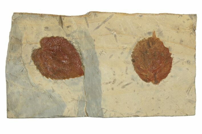 Two Fossil Leaves (Davidia & Beringiaphyllum) - Montana #188644